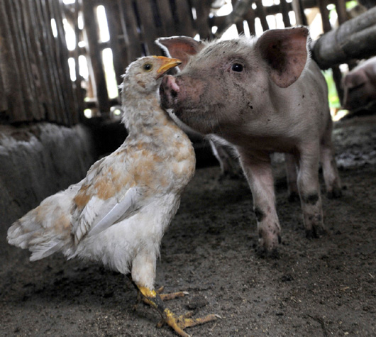 Як не чума, то грип: після обмежень експорту свинини українську курятину теж заблокували