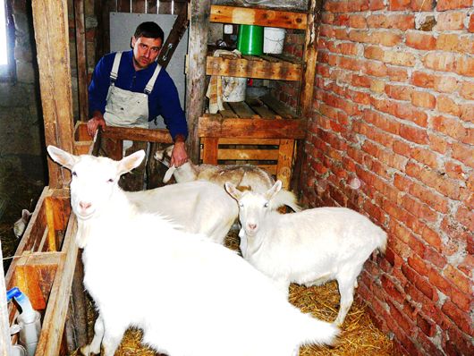 Попри все: на Полтавщині шеф-кухар з Луганська створив ферму і почав виробляти елітні сири