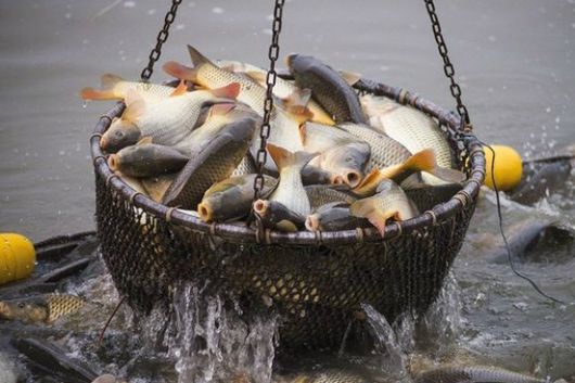 Риба випливає з тіні: завдяки удару по браконьєрству в Україні значно збільшився промисловий вилов
