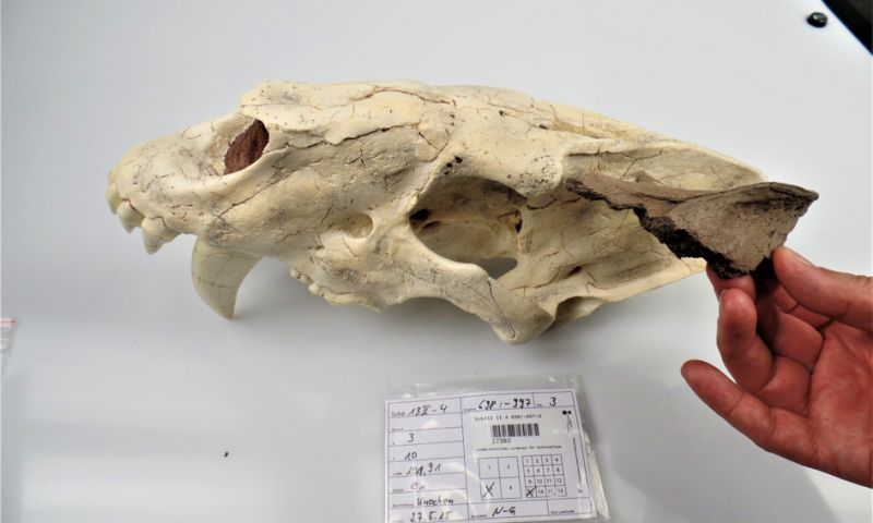 У Німеччині знайшли череп шаблезубої кішки