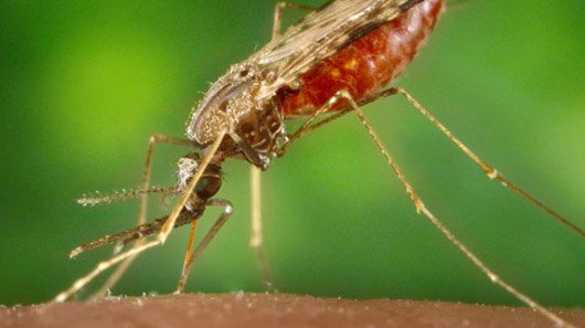 Справжній прорив: вчені винайшли вакцину від малярії
