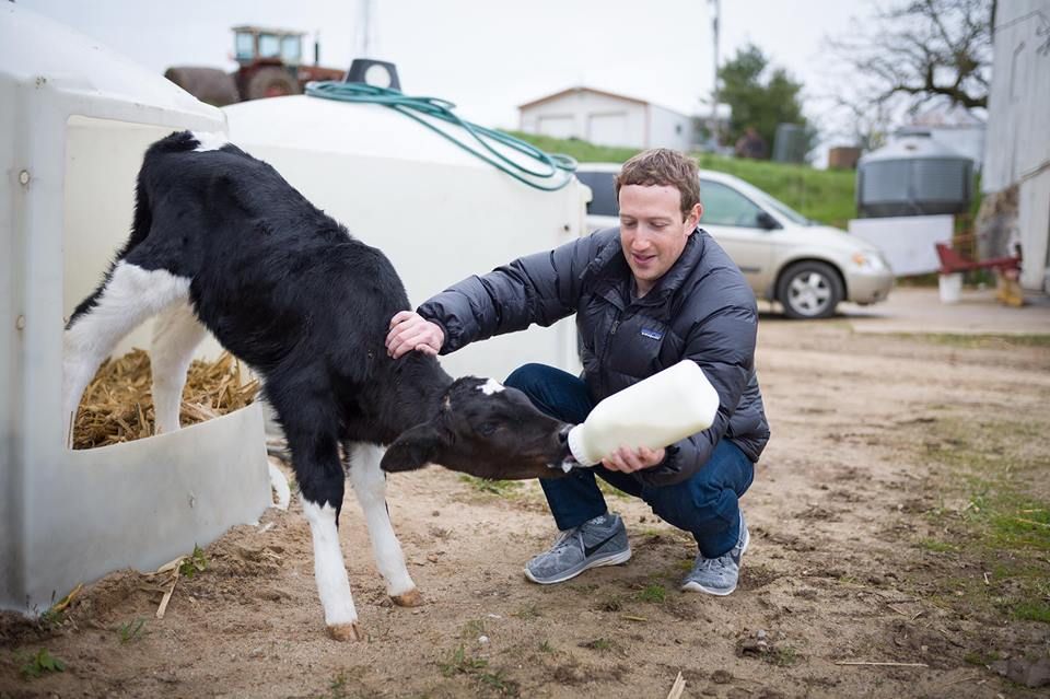 Мільярдер Марк Цукерберг поїхав в село поїти телят і працювати на тракторі (фото)