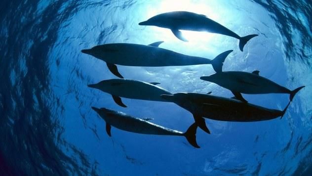 Керченський міст спровокує екологічну катастрофу і загибель дельфінів