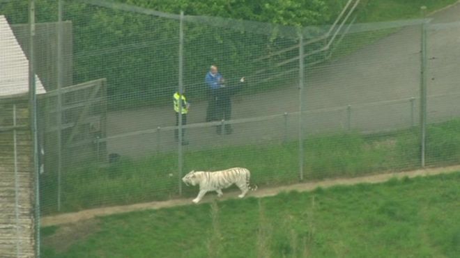 У Великій Британії тигр загриз співробітницю зоопарку