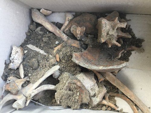 На території львівського костелу викопали десятки людських кісток