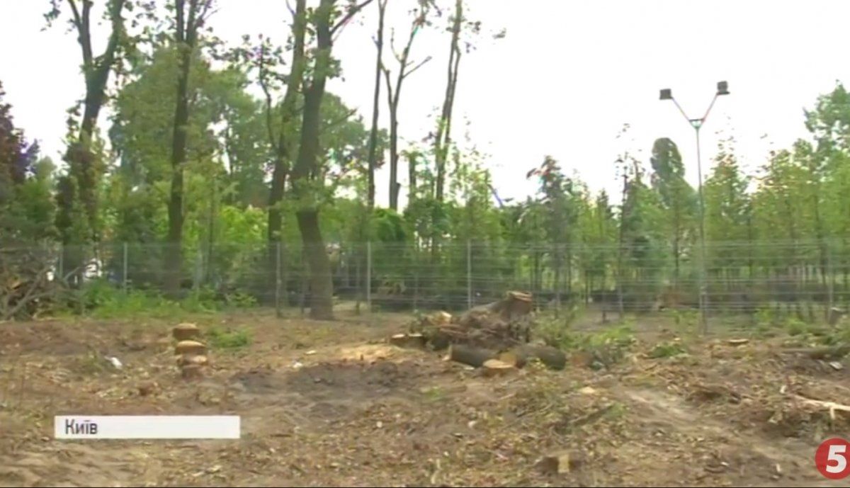У Голосіївському парку вирубали півсотні дубів