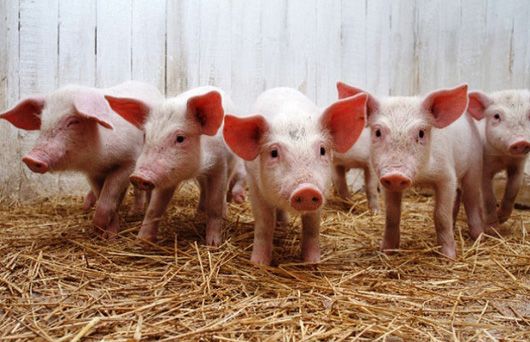Уже півсотні за бекон: чому ціни на свинину живою вагою б'ють рекорди