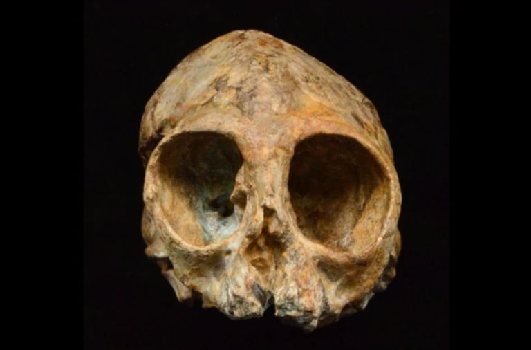 У США продемонстрували череп спільного предка мавп і людей
