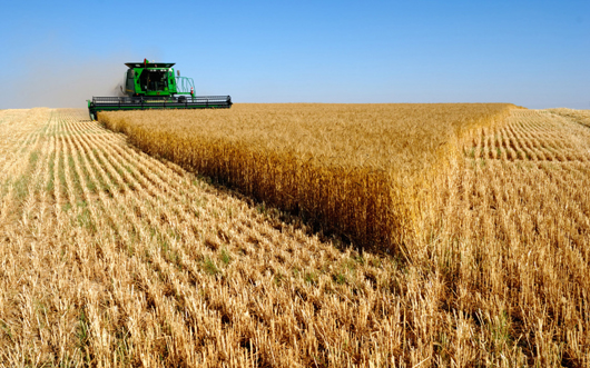 В Україні завершують збирання ранніх зернових та зернобобових культур