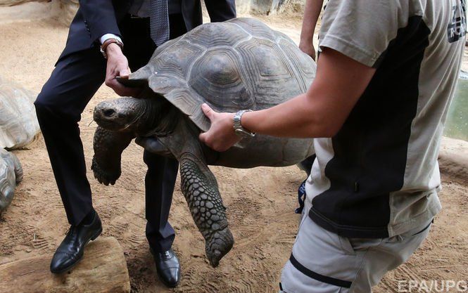 На Галапагоських островах генетики планують відродити вимерлий вид черепах