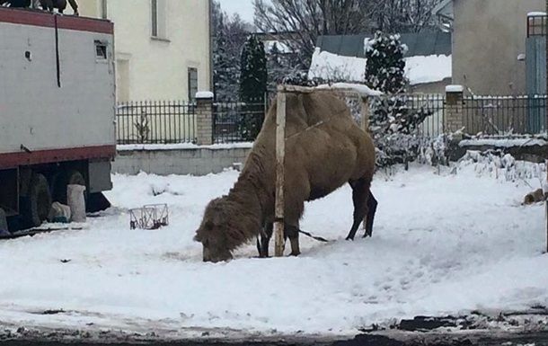На Тернопільщині цирк лишив верблюда помирати на снігу