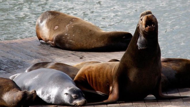 У Сан-Франциско закрили аквапарк через агресивних морських левів