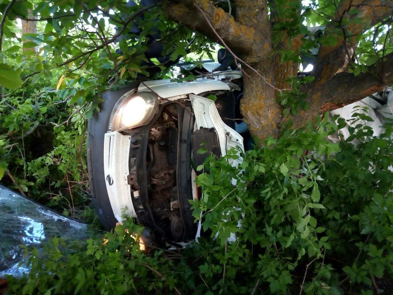 У Миколаївській області мікроавтобус перекинувся та врізався в дерево: 5 загиблих