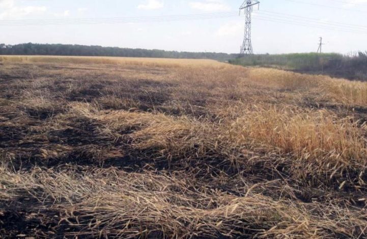 На Дніпропетровщині пожежа знищила 4 га озимої пшениці