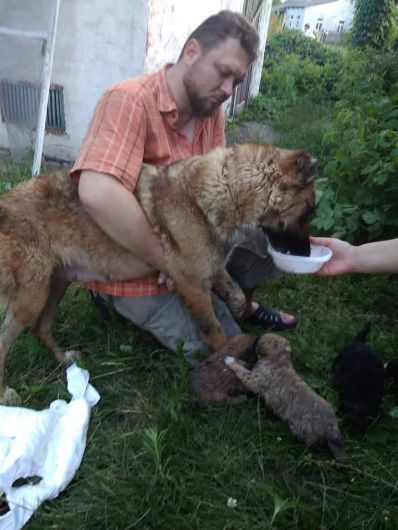 Багатодітна собака в біді: волонтери рятують тварину, якій нелюди прострелили лапи