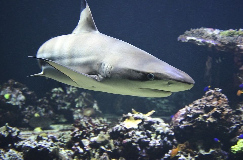 У США з океанаріуму викрали акулу і вивезли її в дитячому візочку (відео)