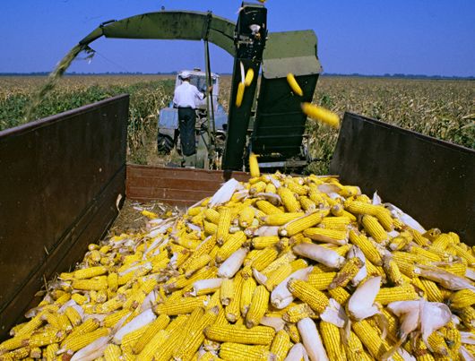 Аграрії України зібрали рекордний врожай кукурудзи