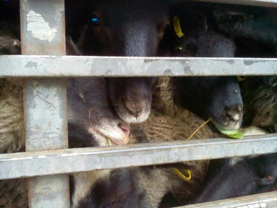 У Тульчині продовжують гинути вівці-бранці митниці в Чорноморську