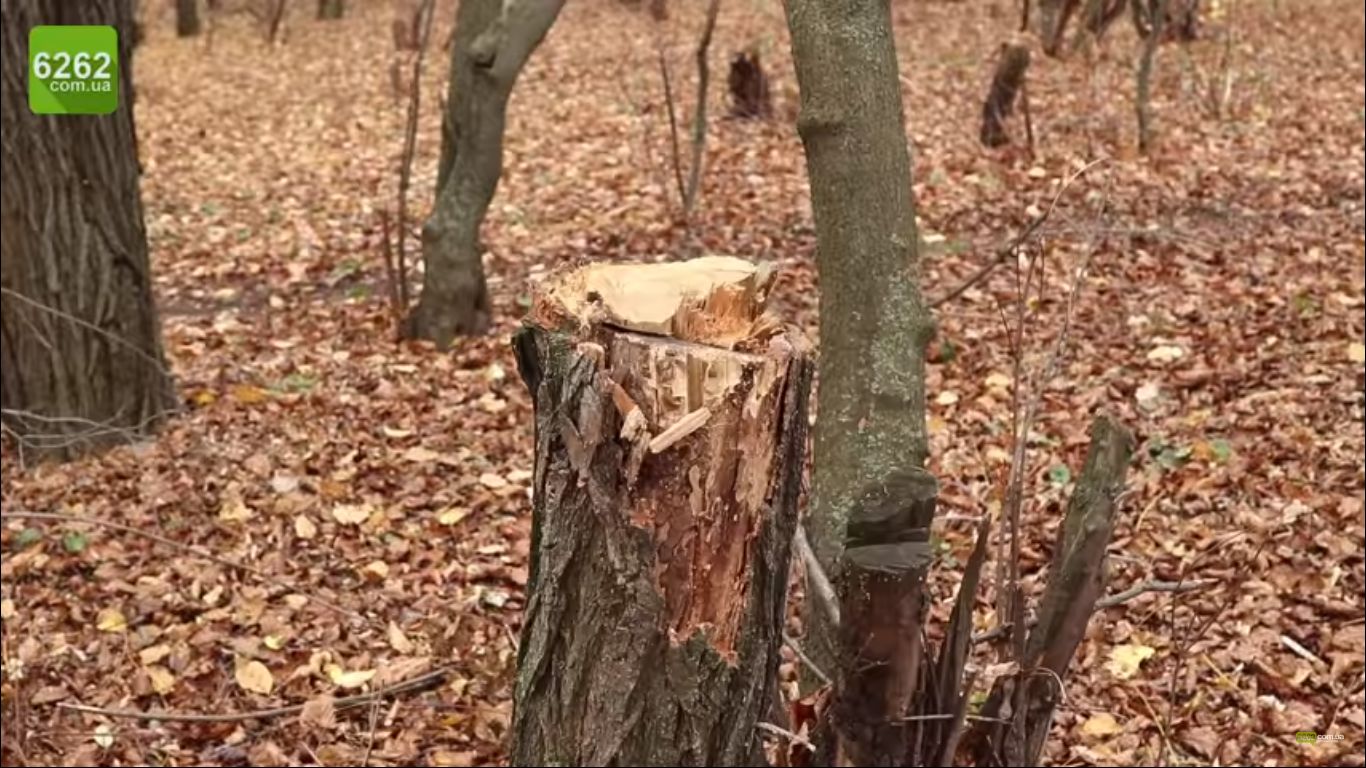 У лісі під Слов'янськом прострелили ноги 5-м браконьєрам (фото, відео)
