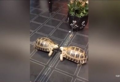 Бій черепахи з дзеркалом зняли на відео в Китаї