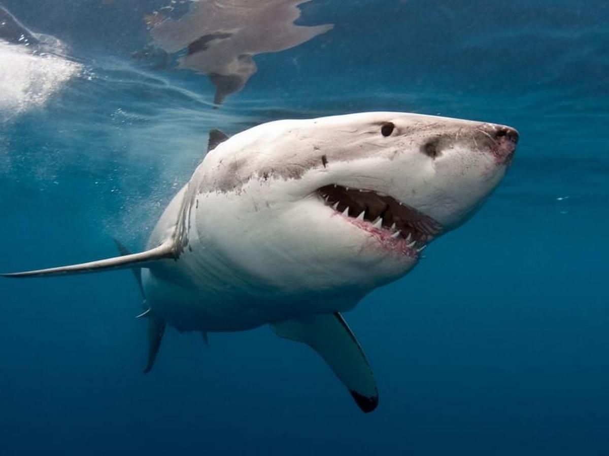 Напад акули на українців у Єгипті: влада країни створила робочу групу