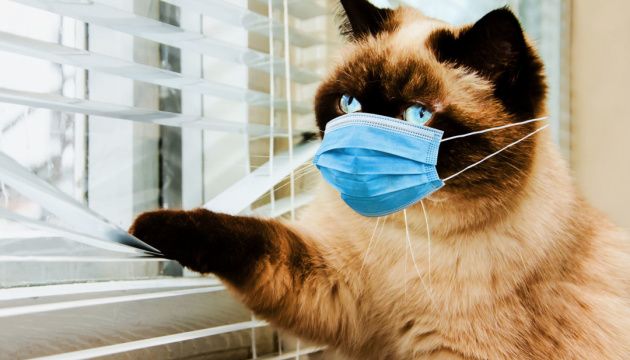 На Кіпрі тисячі котів помирають від штаму коронавірусу