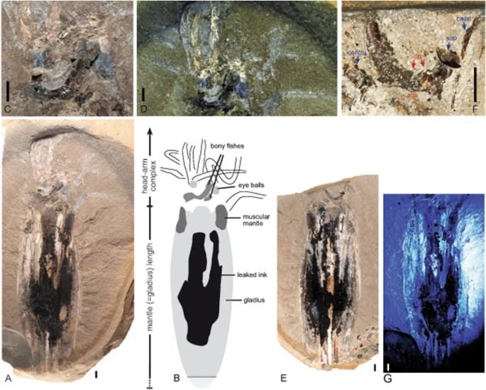 Кальмару-вампіру 183 млн років: німецькі палеонтологи знайшли скам’янілості  молюска, фото