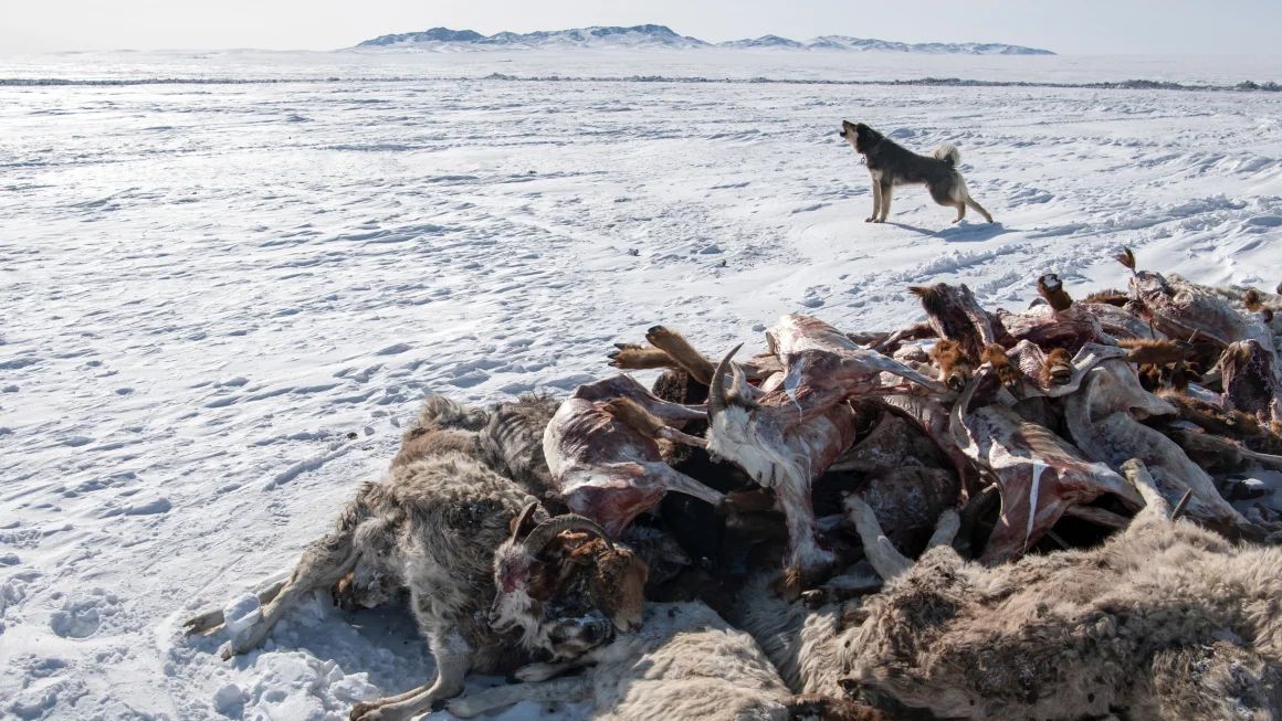 Собака виє біля мертвих овець і кіз у надзвичайно холодну погоду в Баянмунх, провінція Хентій у Монголії, 22 лютого 2024 року.