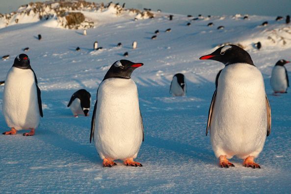 Нині на планеті налічується 18 видів пінгвінів, з яких 5 є в Антарктиці, а 3 гніздують безпосередньо в районі “Академіка Вернадського”.